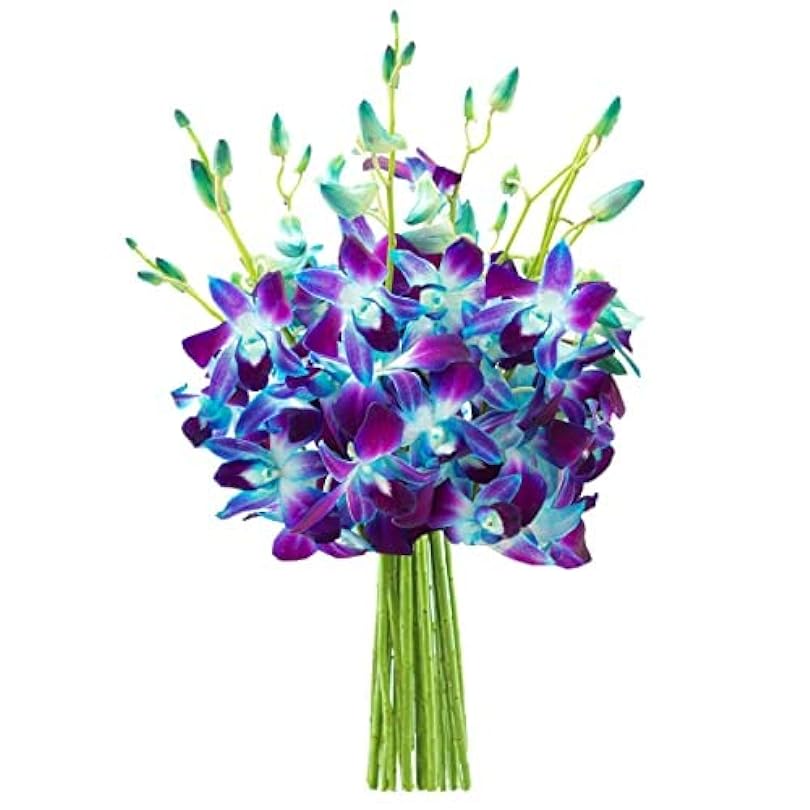 Exotic Sapphire Orchid Bouquet of 10 Blue Gift for Birthday Sympathy Anniversary Thank You Valentine Mother’s Flowers 107044766