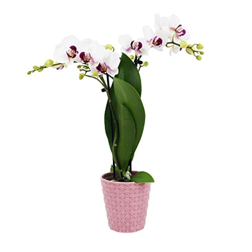 Plants & Blooms Shop™ PB107 White Orchid, Live Indoor Plant, Valentine's Day Gift, Valentine's Day Decoration, Pink Ceramic Pottery 14403887
