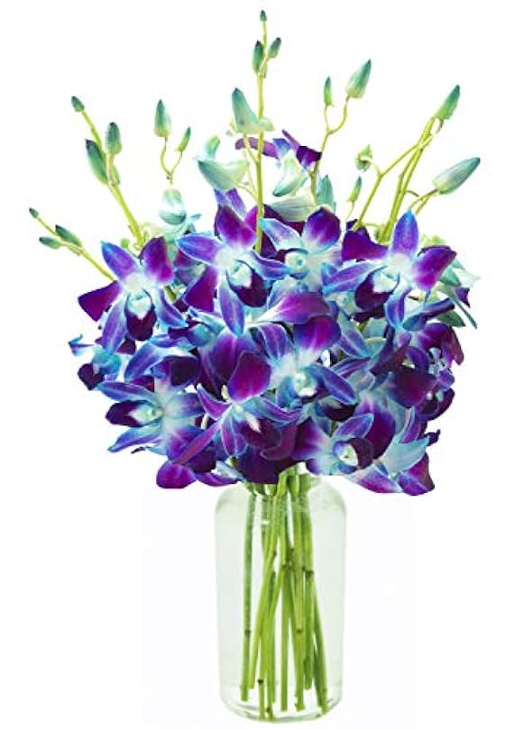 Bouquet of 10 Blue Orchid with Vase Flowers For Gift Birthday Sympathy Anniversary Get Well Thank You Valentine Mother’s 14876969