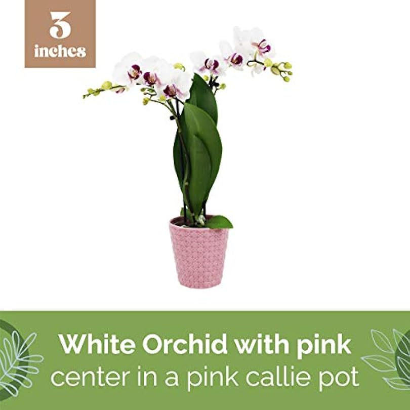Plants & Blooms Shop™ PB107 White Orchid, Live Indoor Plant, Valentine's Day Gift, Valentine's Day Decoration, Pink Ceramic Pottery 17436790