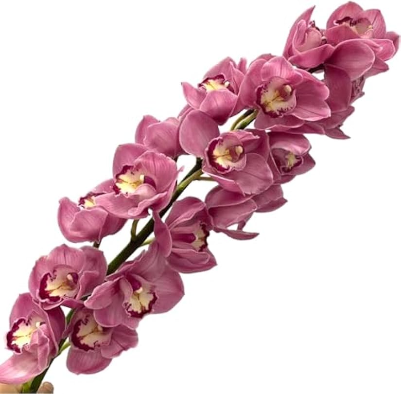 1 Stem Dark Pink Fresh Cymbidium Orchid Fresh Cut Flowers DIY Hydroponic Flower Arrangement Home Decor Gift Birthday Anniversary Healing Sympathy 181245765