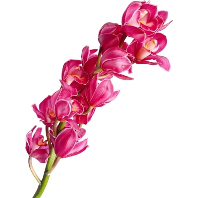 1 Stem Dark Pink Fresh Cymbidium Orchid Fresh Cut Flowers DIY Hydroponic Flower Arrangement Home Decor Gift Birthday Anniversary Healing Sympathy 181245765