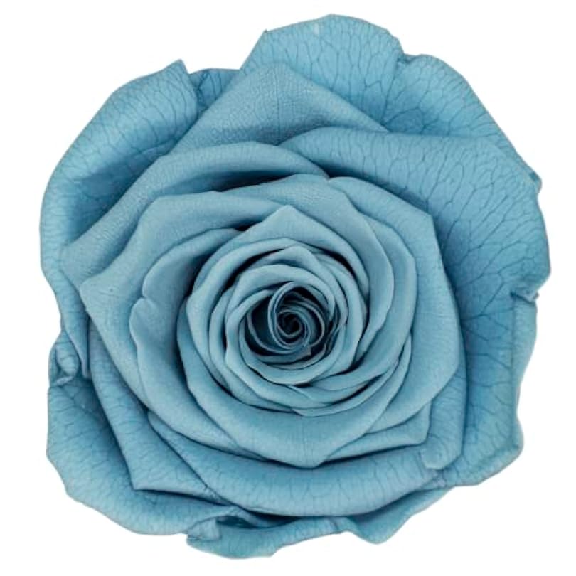 ZYAURA F A Grade 5-6cm Preserved Fresh Rose Head Real Flower Material for DIY Multicolor Natural Nice Eternal Gift Y Color : Grey Blue Size 6pcs 380901083