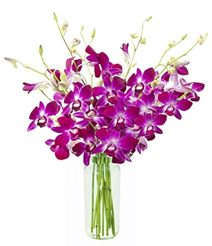 "National" Collection The Ultimate Purple Orchid Bouquet of 10 Exotic Purple Dendrobium Orchids with Vase 699911852