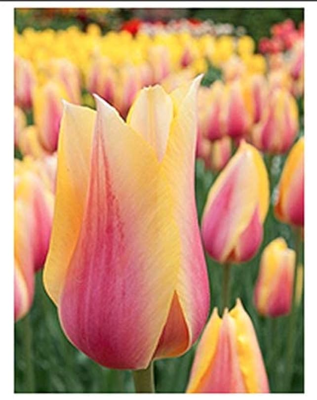 10 Blushing Beauty Tulips Bulbs 803267259