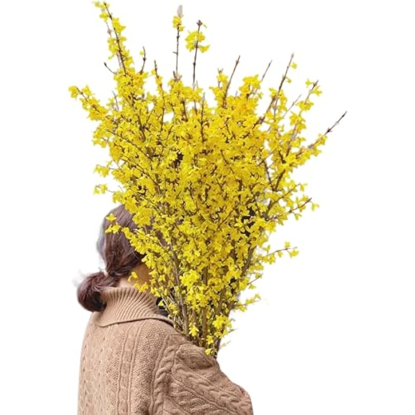 10 Stems Fresh Cut Forsythia Flowers IDY Hydroponic Flower Arrangement Gifts For Home Decoration Birthdays Anniversaries Healing Sympathy Friendship and Love 83734043