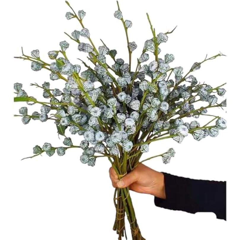 10 Fresh cut Eucalyptus Flowers DIY Can Be Air Dried For Plant Decoration Gifts For Home Decoration Birthdays Anniversaries 860871099